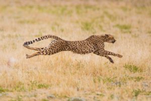 "cheetah hunting in the kgalagadi - Marinovich Photography"
