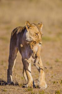 "lioness and cub - Marinovich Photography"