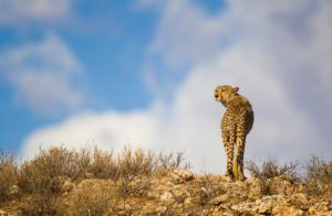 "cheetah skyline - Marinovich Photography"