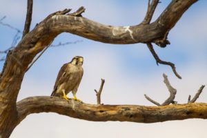 "lanner falcon in the Kgalagadi - Marinovich Photography"