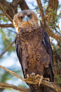 "Juvenile Bataleur eagle - Marinovich Photography"