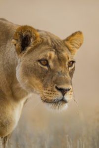 "African Lioness - Marinovich Photography"