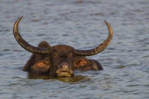 "Asian buffalo - Marinovich Photography"