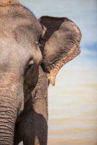 "Asian elephant - Marinovich Photography"