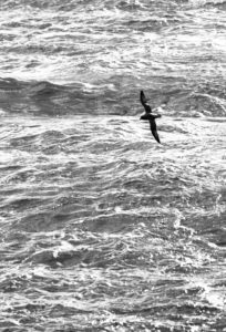 "fulmar in the arctic sea - Marinovich Photography"