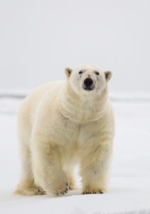 "male polar bear - Marinovich Photography"