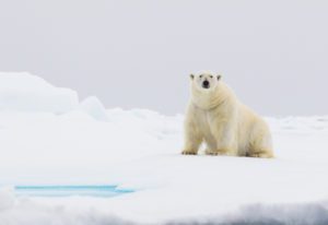 "Polar bear watching - Marinovich Photography"