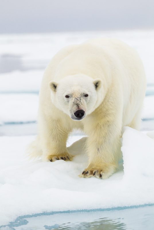"Polar bear approaching - Marinovich Photography"