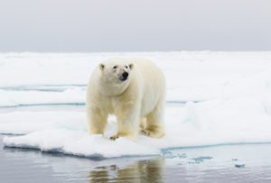 "Polar Bear - Marinovich Photography"