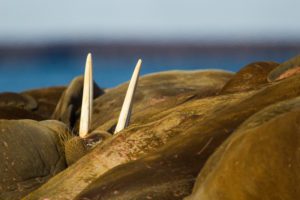 "sunning walrus - Marinovich Photography"