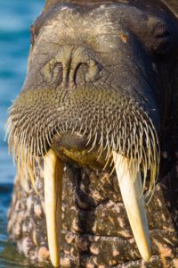 "walrus close-up - Marinovich Photography"