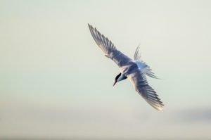 "Arctic tern hunting - Marinovich Photography"