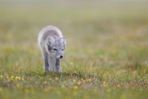 "Arctic Fox stalking - Marinovich Photography"
