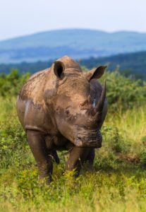 "White Rhino horn and poaching crisis - Marinovich Photography"