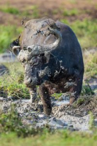 "Buffalo flinging mud - Marinovich Photography"
