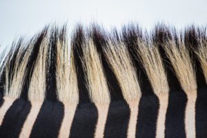 "Zebra Abstract - Marinovich Photography"