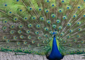"Peacock displaying - Marinovich Photography"