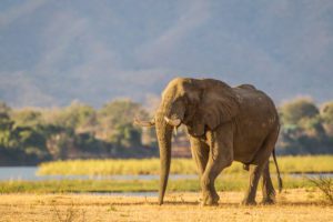 "Elephant bull in Zimbabwe - Marinovich Photography"