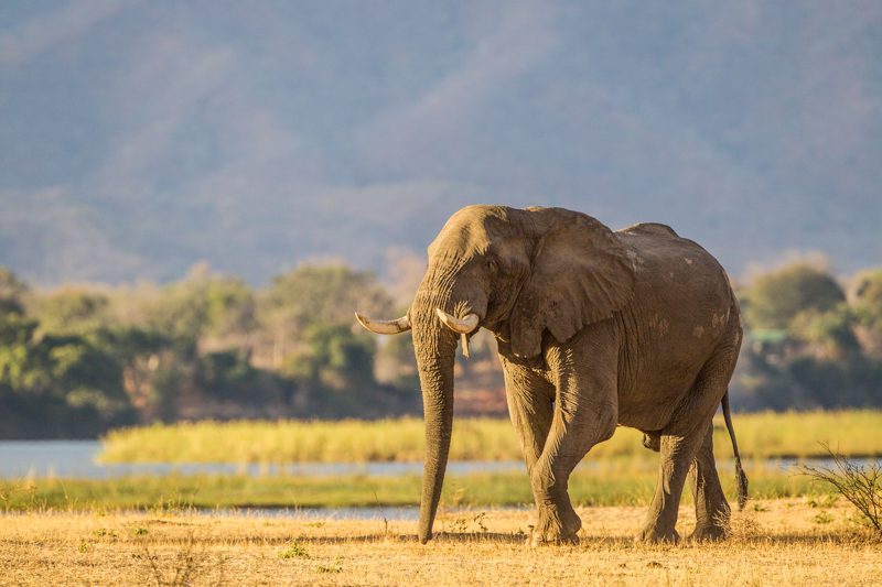"Elephant in Mana Pools - Marinovich Photography"
