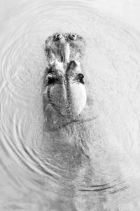 "Hippopotamus from a bridge - Marinovich Photography"