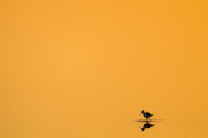 "Black-winged Stilt in the Kruger National Park - Marinovich Photography"