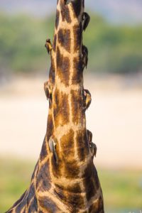 "Giraffe and passenger Red-billed oxpeckers - Marinovich Photography"