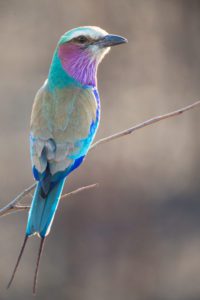 "Lilac-breasted Roller - Marinovich Photography"