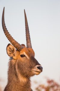 "Waterbuck in Kruger Park - Marinovich Photography"