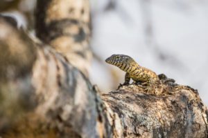"Water Monitor in Kruger Park - Marinovich Photography"
