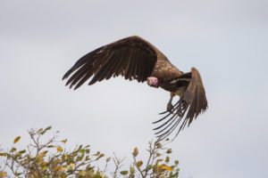 "Lappet-faced Vulture - Marinovich Photography"