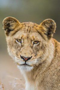 "Lion Cub in the Kruger National Park - Marinovich Photography"