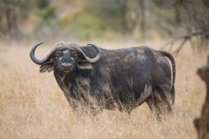 "African Buffalo - Marinovich Photography"