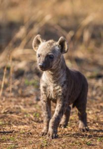 "Hyena cub - Marinovich Photography"
