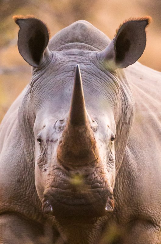  “Rhino Poaching in South Africa – Wayne Marinovich Photography”