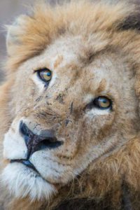 "Africa Male Lion - Marinovich Photography"