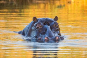 "Hippo in a pool in the Kruger Park, South Africa - Marinovich Photography"