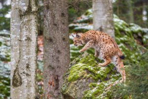 "Lynx in Bavarian Forest national Park - Marinovich Photography"