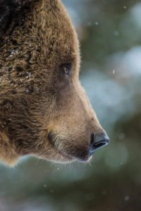 "Eurasian brown bear, Grizzly - Marinovich Photography"