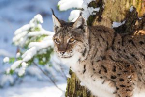 "Eurasian Lynx in Germany - Marinovich Photography"