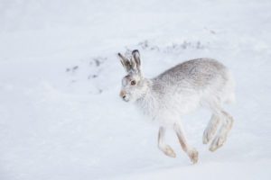"Mountain Hare in the Cairngorms - Marinovich Photography"