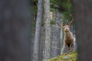 "Red deer, Cairngorms - Marinovich Photography"