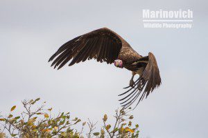 'Lappet-faced Vulture in the Kruger Park. Marinovich Wildlife"