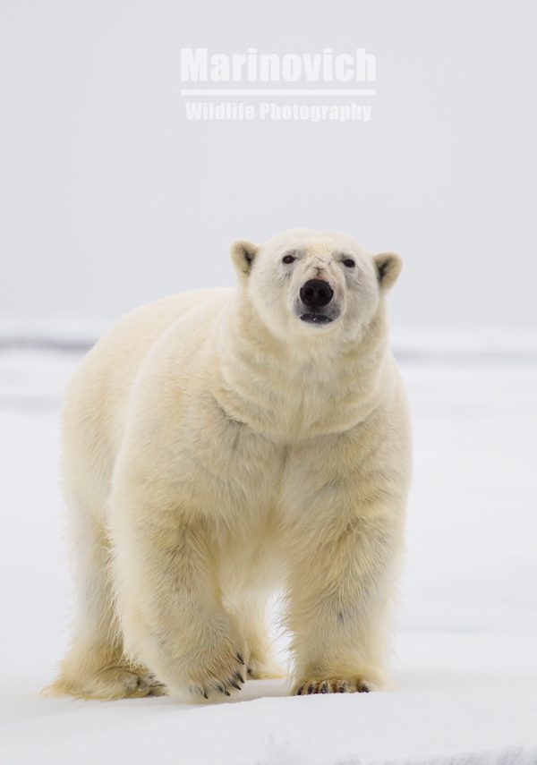 "Polar bear - Arctic - Svalbard - Marinovich - Wildlife - Photography"