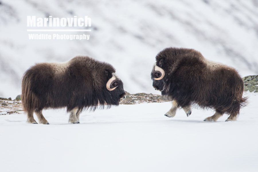 "Musk Ox - Dovrefjell Norway - Marinovich Wildlife Photography"