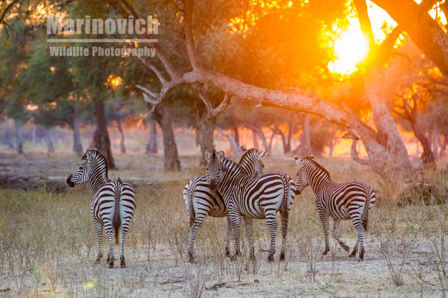 "Burchells zebra - Mana Pools Zimbabwe - Marinovich Wildlife Photography"