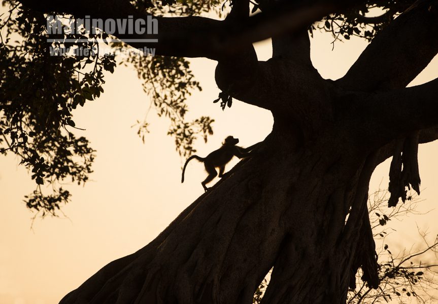 "Chacma Baboon - Mana Pools Zimbabwe - Marinovich Wildlife Photography"
