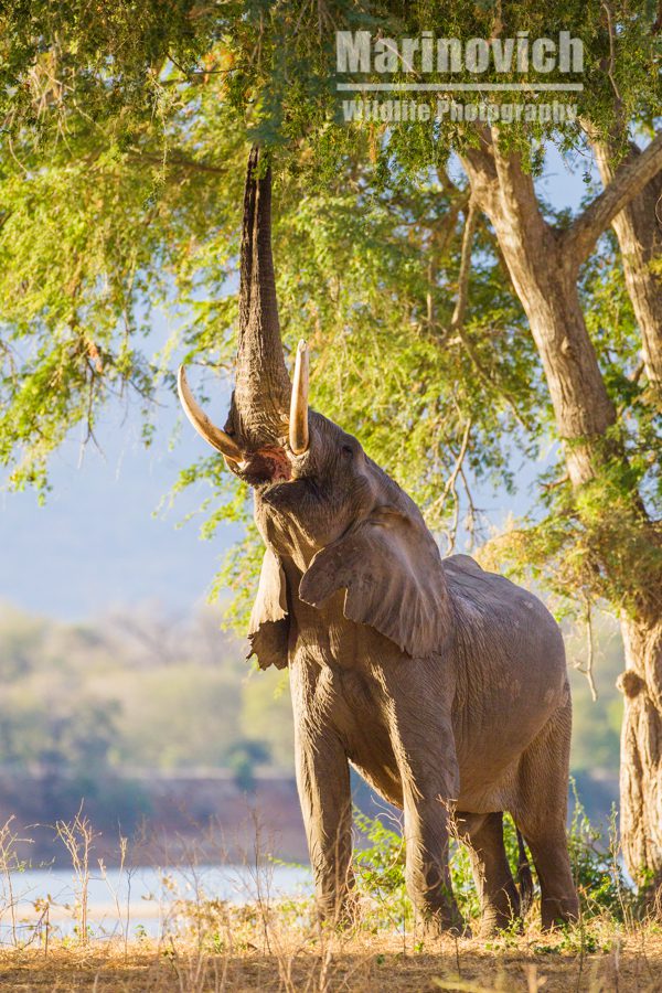 "African Elephant browsing - Mana Pools Zimbabwe - Marinovich Wildlife Photography"