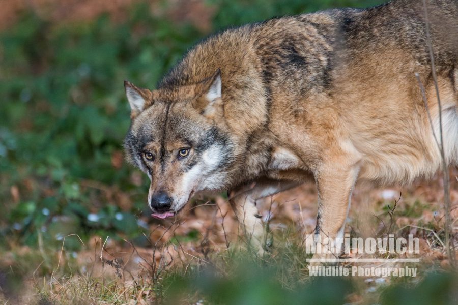 "eurasian grey wolf - marinovich wildlife photography"
