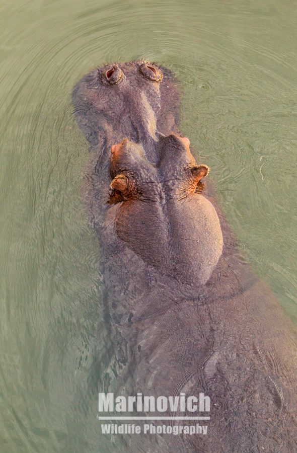 "Hippo - Kruger National Park South Africa - Marinovich Wildlife Photography"