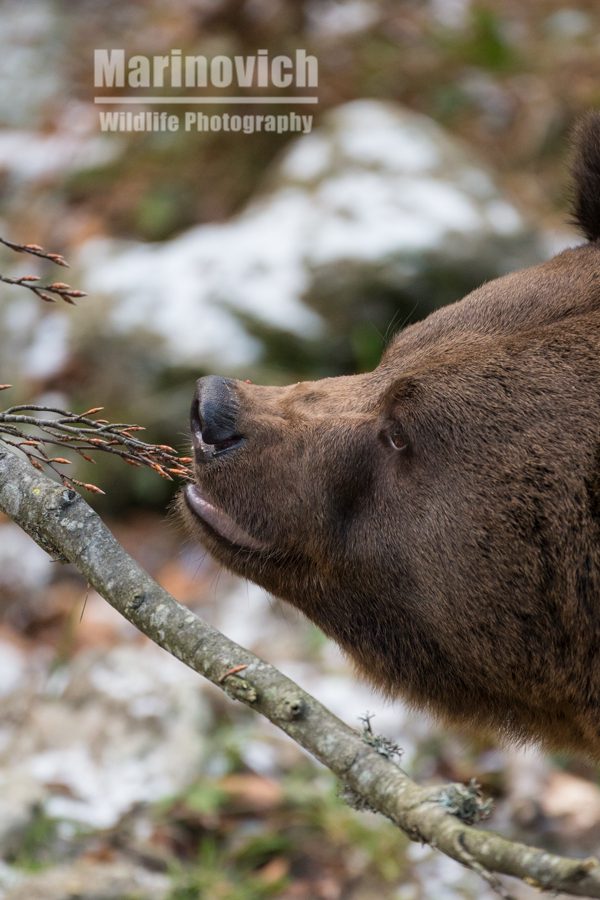 "eurasian brown bear - marinovich wildlife photography"